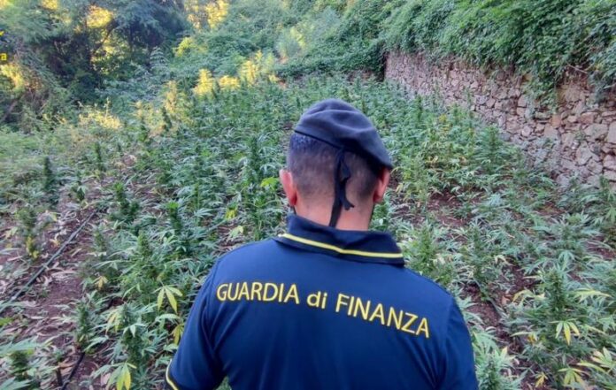 piantagione canapa lamezia