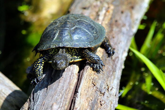 Esemplare di testuggine palustre (Emys orbicularis Linnaeus, 1758) (commons.wikimedia.org/wiki/File:Emys_orbicularis_2016_06.jpg)