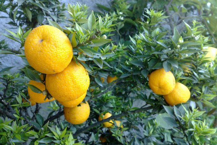 Bergamotto di Reggio Calabria