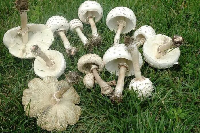 funghi velenosi