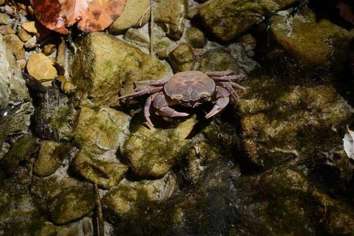 Esemplare di granchio di fiume (Potamon fluviatile Herbst, 1785), Parco Nazionale del Pollino – Ph. © Michele Puntillo