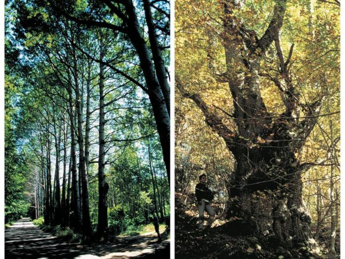 alberi monumentali aspromonte