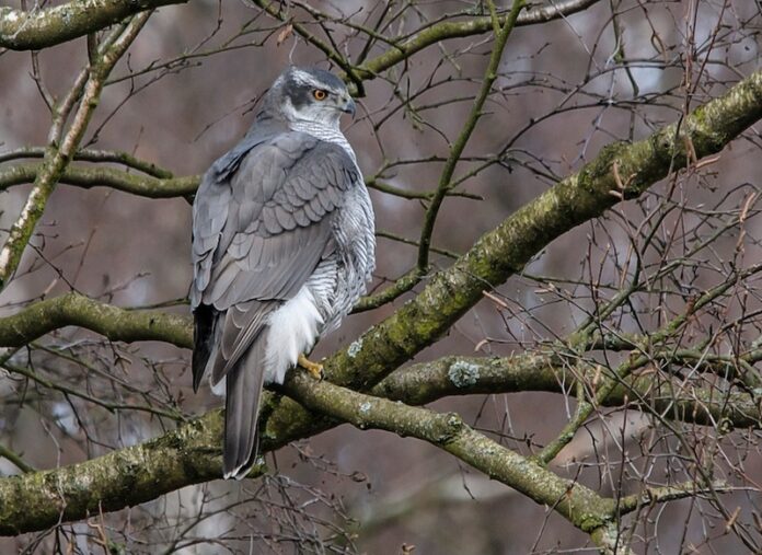 Esemplare di astore (Accipiter gentilis Linnaeus, 1758) –Foto F. Dahlmann