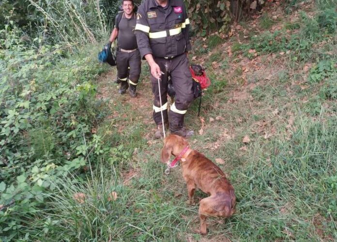 cane dirupo filadelfia