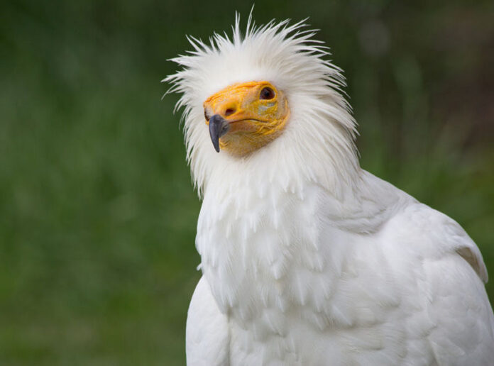 Esemplare di capovaccaio (Neophron percnopterus Linnaeus, 1758) – (wikimedia.org)