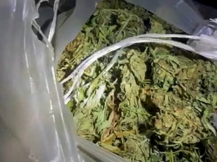 cardeto marijuana