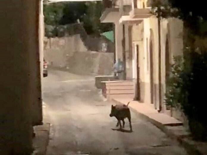 cinghiale scala coeli