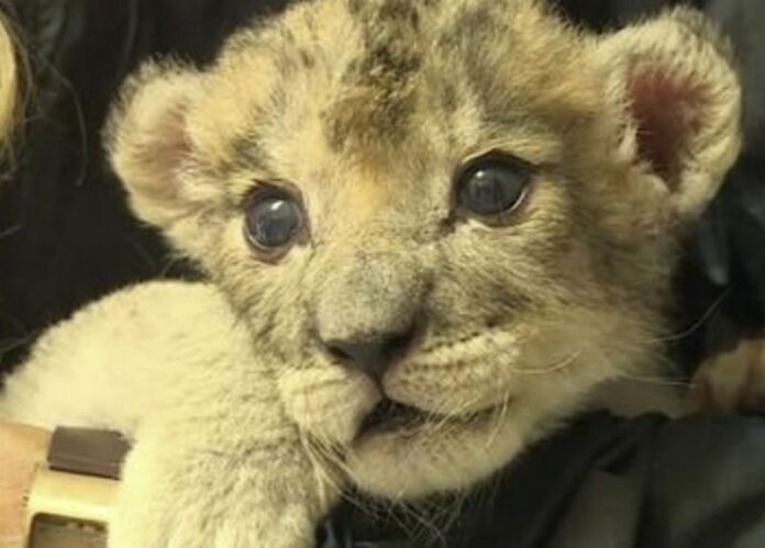 cucciolo di leone_foto Rai News