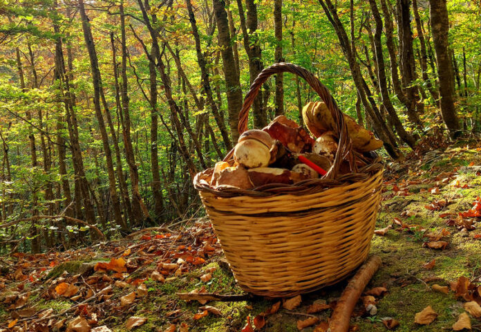 funghi cestino bosco