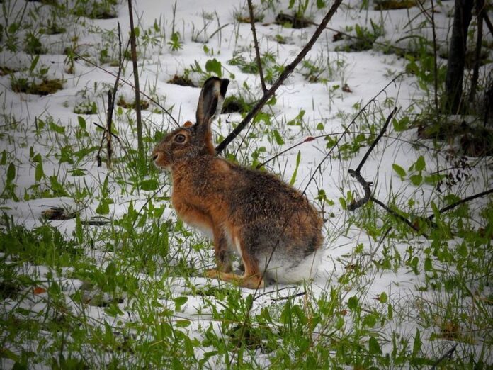Esemplare di lepre (Lepus corsicanus de Winton, 1898), Parco Nazionale del Pollino – Ph. © Stefano Contin