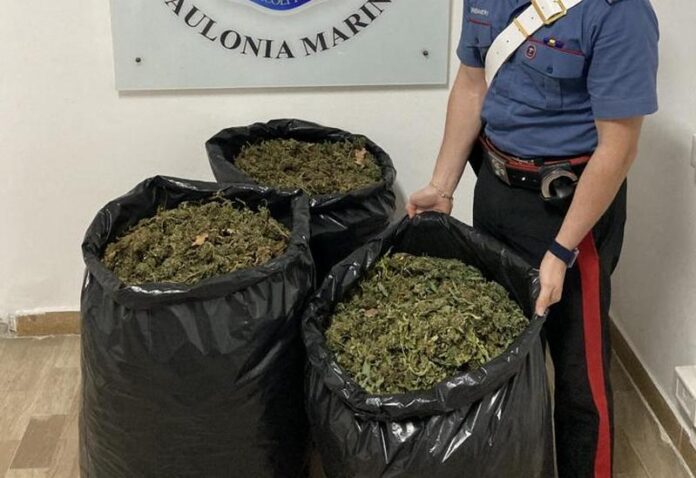 marijuana caulonia