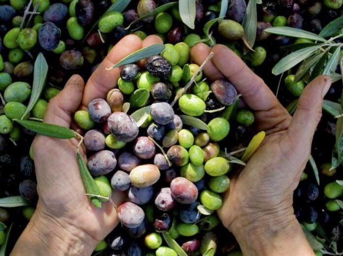 olive olio calabrese