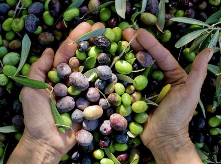 olive olio calabrese