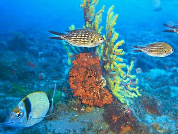 parco marino amendolara