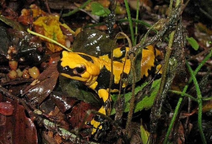 Esemplare di salamandra pezzata appenninica della sottospecie Salamandra salamandra giglioli Eiselt & Lanza, 1956, Parco Nazionale del Pollino – Ph. © Stefano Contin