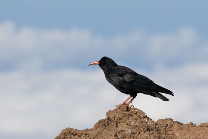 Esemplare di gracchio corallino gracchio corallino (Pyrrhocorax pyrrhocorax Linnaeus, 1758)