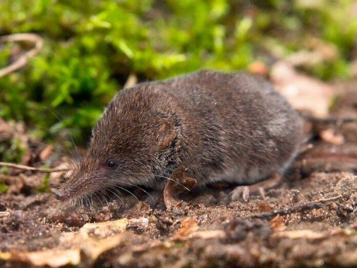 Esemplare di toporagno (Sorex minutus Linnaeus, 1766)