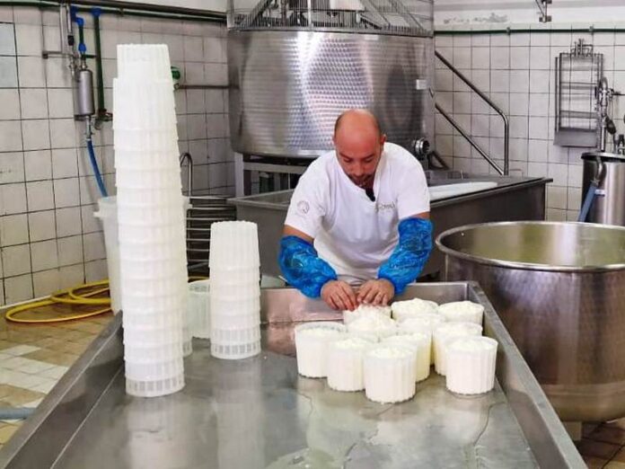 Il Pecorino Crotonese Dop Biologico raccontato da Rai News 24
