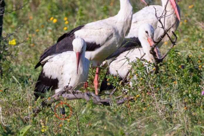 cicogne bianche osservate in sicilia