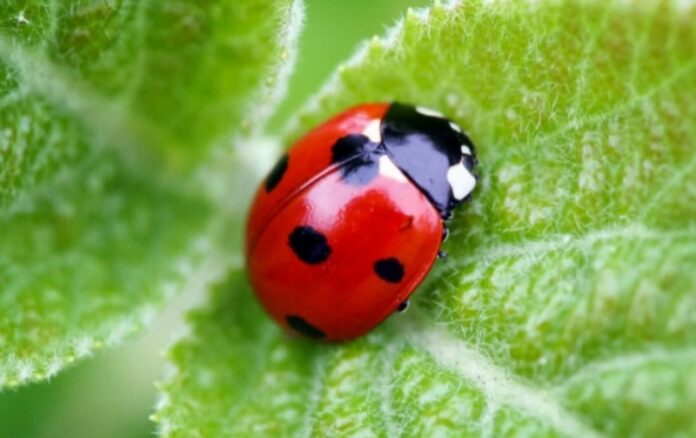 coccinella porta fortuna