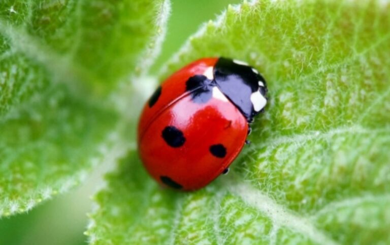 coccinella porta fortuna