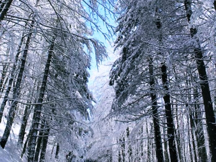 prima neve