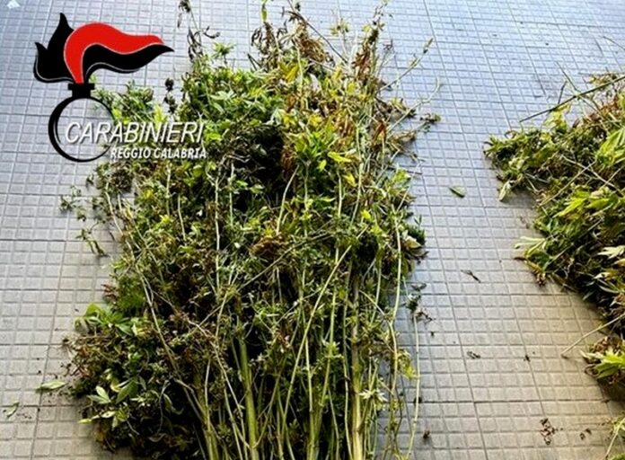 piante marijuana carabinieri reggio