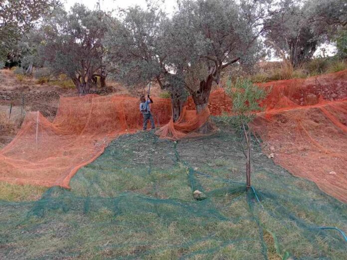 raccolta olive_foto pagina fb GIOIOSA JONICA (RC)