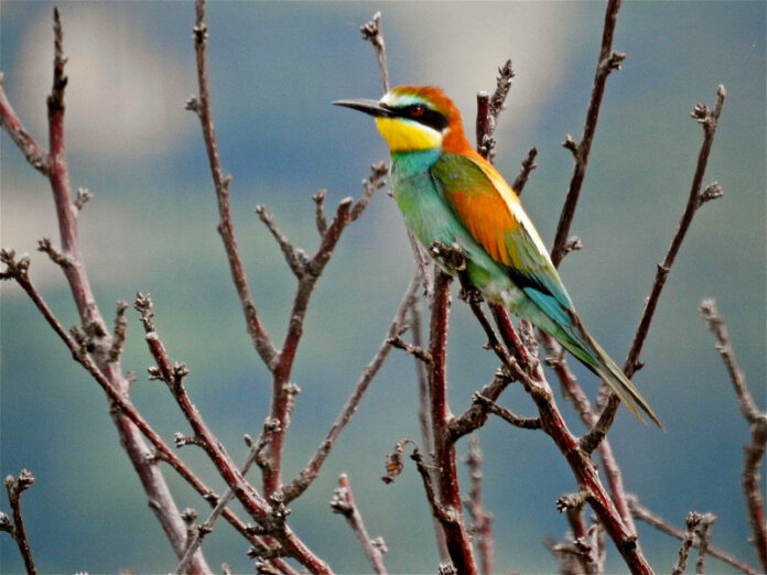 Gruccione, Piana di Sibari – Ph. © Stefano Contin