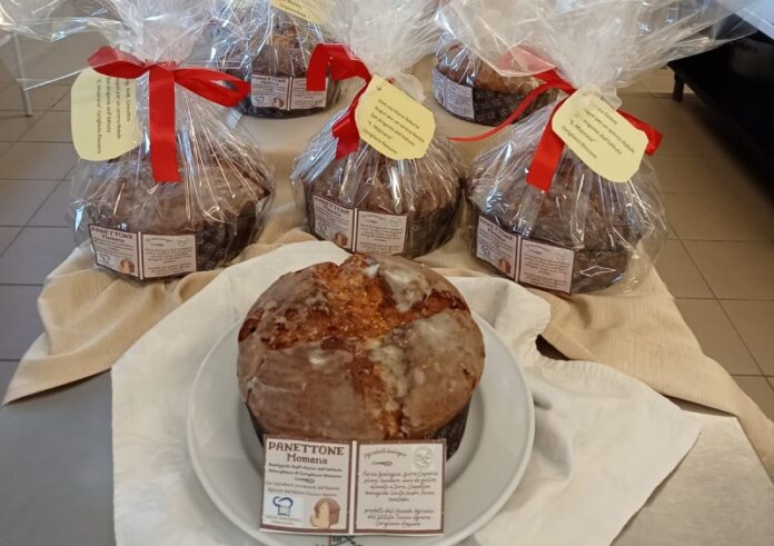 panettone studenti