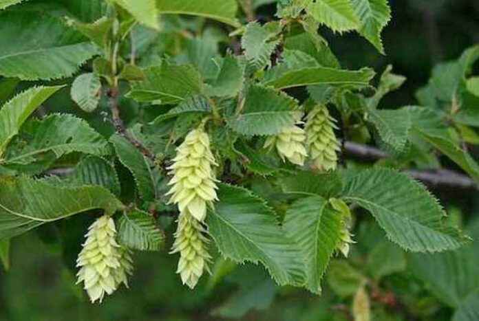 carpino nero calabrese