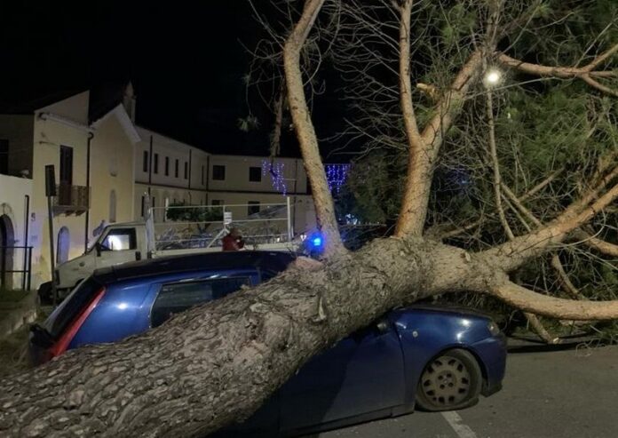 cassano albero auto