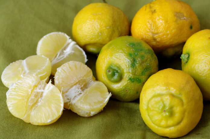 limmo lemoncetta locrese