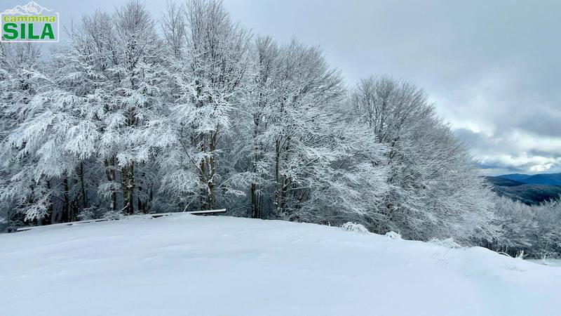 neve sila