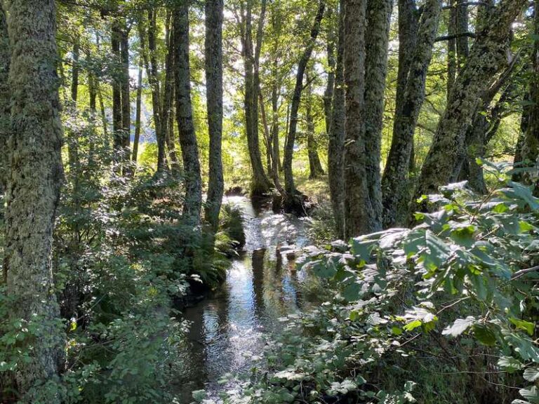sila montagna alberi