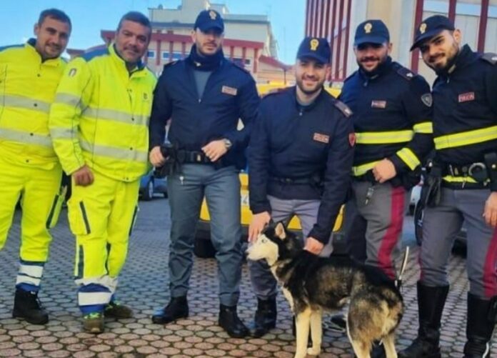 cane salvato polistena