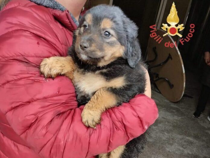 cuccioli salvati catanzaro