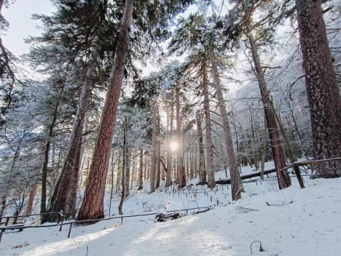 giganti della sila neve