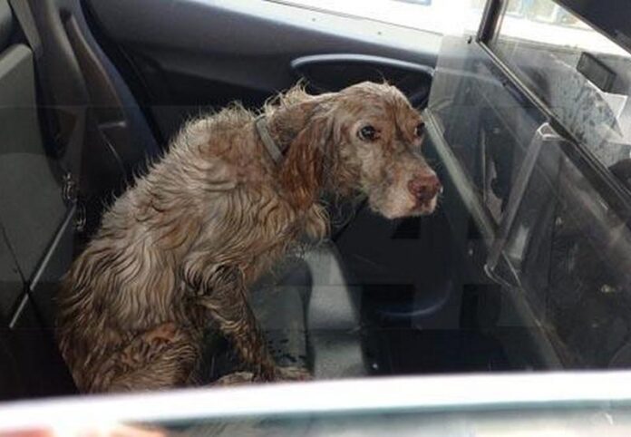 incendio casa crotone cane