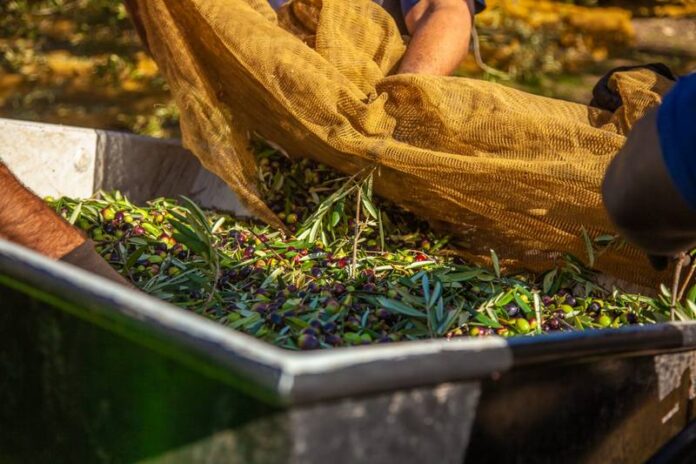 raccolta olive