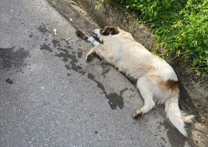 cane avvelenato Fuscaldo