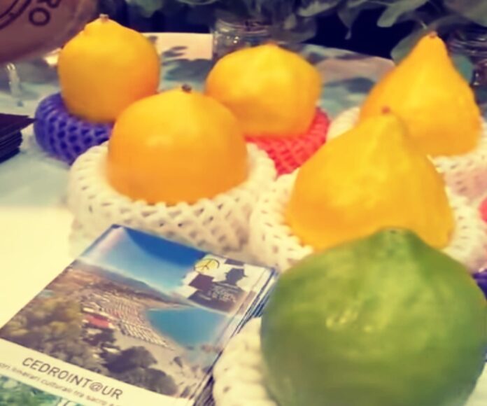 cedro