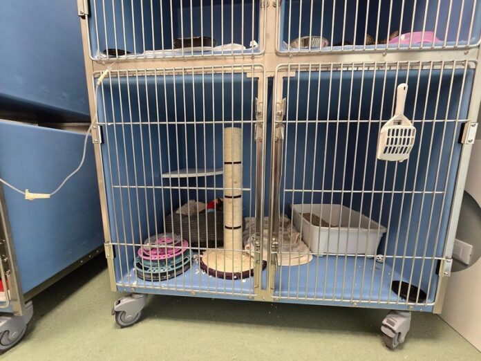 centro cat friendly cosenza