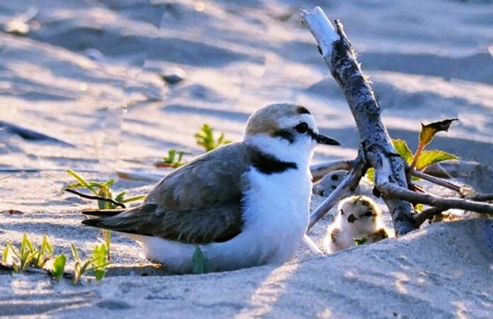 uccellini spiagge