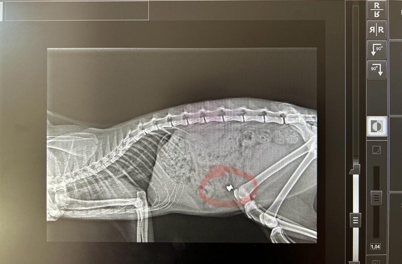 radiografia gatto sparato