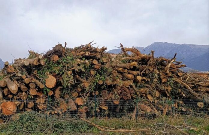 Alberi tagliati castrovillari
