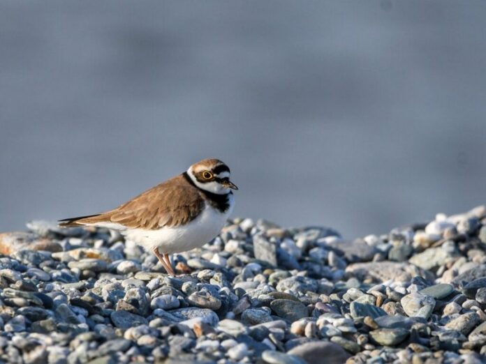 Corriere piccolo sulla spiaggia di Paola