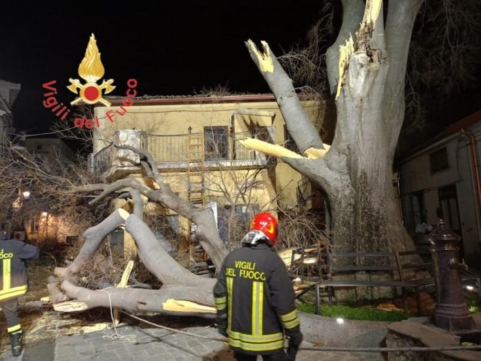 albero spezzato belcastro