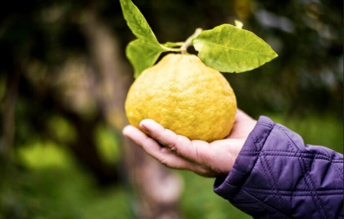 bergamotto iter igp bloccato