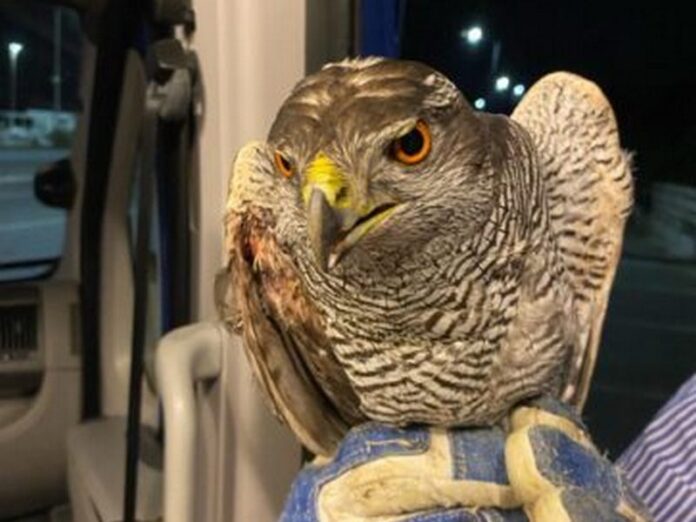 falco pellegrino ferito lamezia